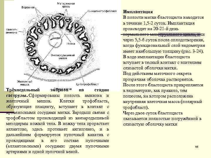 Трёхнедельный эмбрион на стадии гаструлы. Сформированы полость амниона и желточный мешок. Клетки трофобласта, образующие