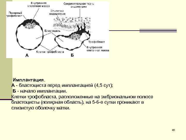  Имплантация. А - бластоциста перед имплантацией (4, 5 сут); Б - начало имплантации.