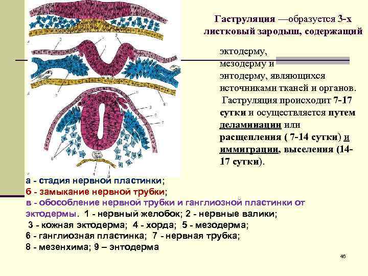 Гаструляция —образуется 3 -х листковый зародыш, содержащий эктодерму, мезодерму и энтодерму, являющихся источниками тканей