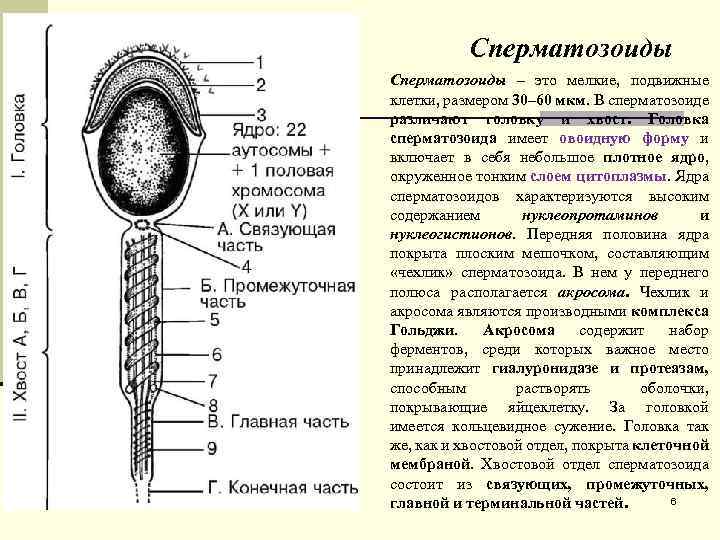 Сперматозоиды – это мелкие, подвижные клетки, размером 30– 60 мкм. В сперматозоиде различают головку
