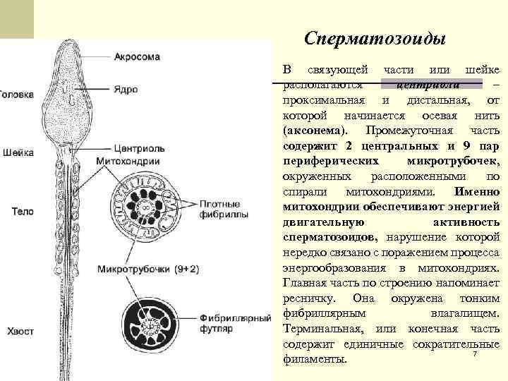 Сперматозоиды В связующей части или шейке располагаются центриоли – проксимальная и дистальная, от которой