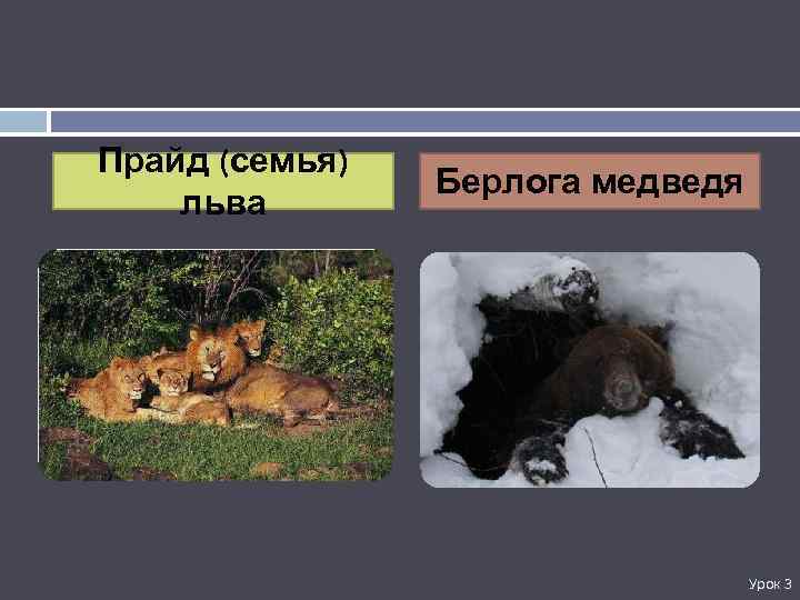 Прайд (семья) льва Берлога медведя Урок 3 