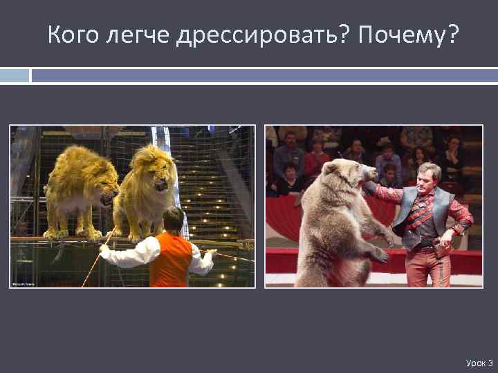 Кого легче дрессировать? Почему? Урок 3 