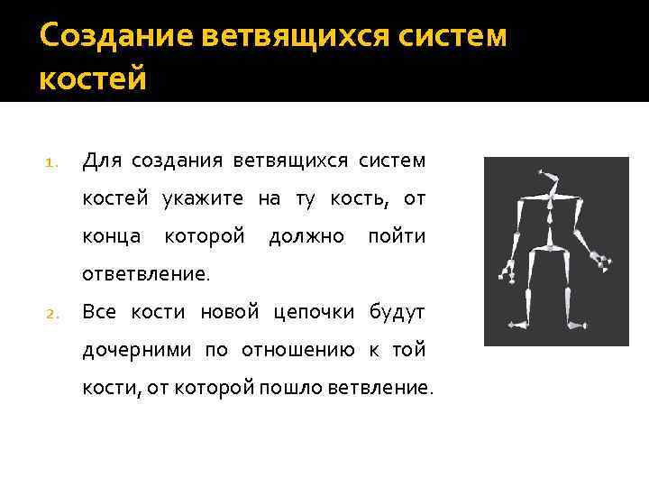 Создание ветвящихся систем костей 1. Для создания ветвящихся систем костей укажите на ту кость,