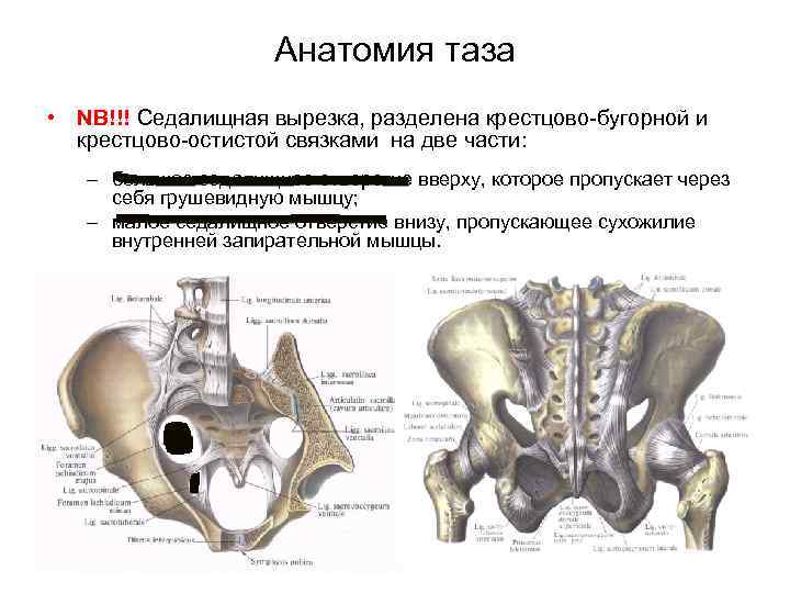 Анатомия таза • NB!!! Седалищная вырезка, разделена крестцово бугорной и крестцово остистой связками на