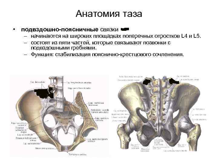 Связки поясничного отдела позвоночника