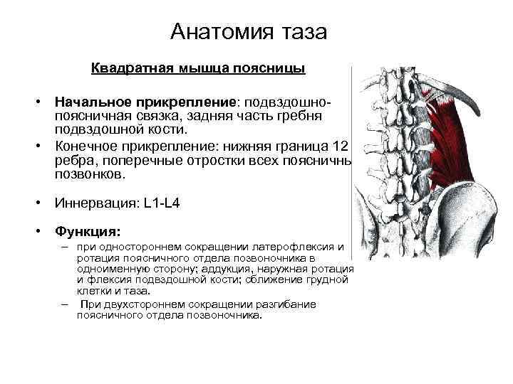 Анатомия таза Квадратная мышца поясницы • Начальное прикрепление: подвздошно поясничная связка, задняя часть гребня