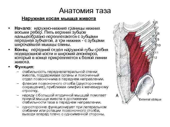 Анатомия таза Наружная косая мышца живота • • • Начало: наружно нижние границы нижних