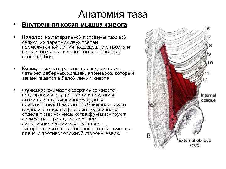 Анатомия таза • Внутренняя косая мышца живота • Начало: из латеральной половины паховой связки,