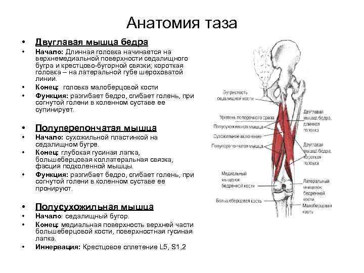 Анатомия таза • Двуглавая мышца бедра • Начало: Длинная головка начинается на верхнемедиальной поверхности