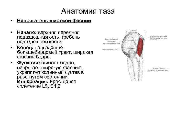 Анатомия таза • Напрягатель широкой фасции • Начало: верхняя передняя подвздошная ость, гребень подвздошной