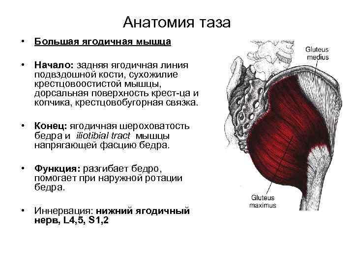 Анатомия таза • Большая ягодичная мышца • Начало: задняя ягодичная линия подвздошной кости, сухожилие