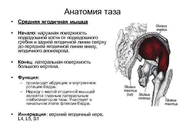 Анатомия таза • Средняя ягодичная мышца • Начало: наружная поверхность подвздошной кости от подвздошного