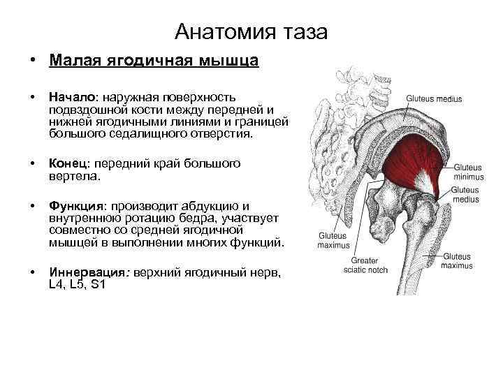 Мышцы таза анатомия в картинках