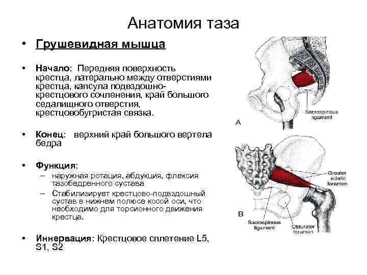 Анатомия таза • Грушевидная мышца • Начало: Передняя поверхность крестца, латерально между отверстиями крестца,