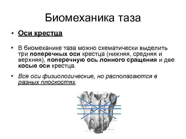 Биомеханика таза • Оси крестца • В биомеханике таза можно схематически выделить три поперечных