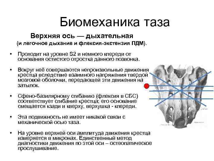 Биомеханика таза Верхняя ось — дыхательная (и легочное дыхание и флексия-экстензия ПДМ). • Проходит