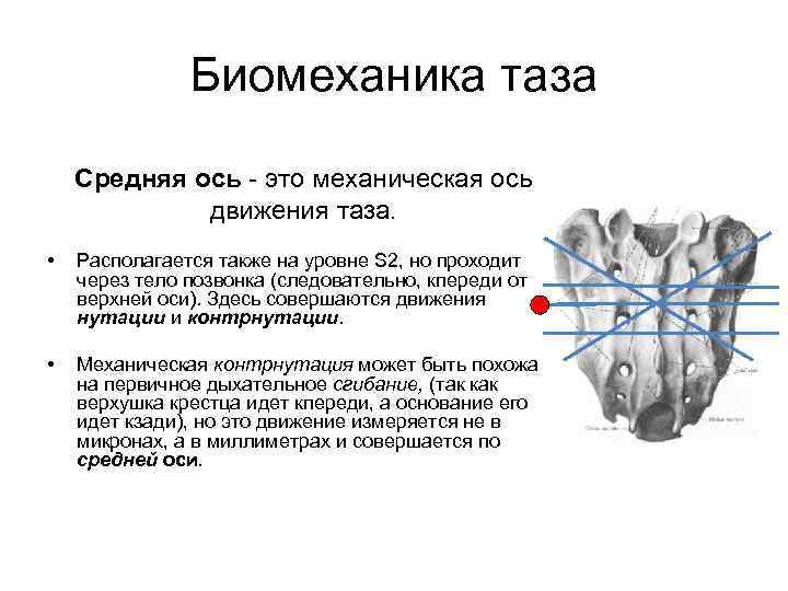 Биомеханика таза Средняя ось это механическая ось движения таза. • Располагается также на уровне