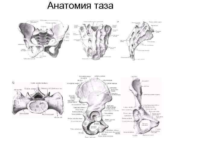 Анатомия таза 