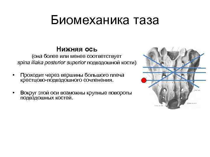 Биомеханика таза Нижняя ось (она более или менее соответствует spina iliaka posterior superior подвздошной