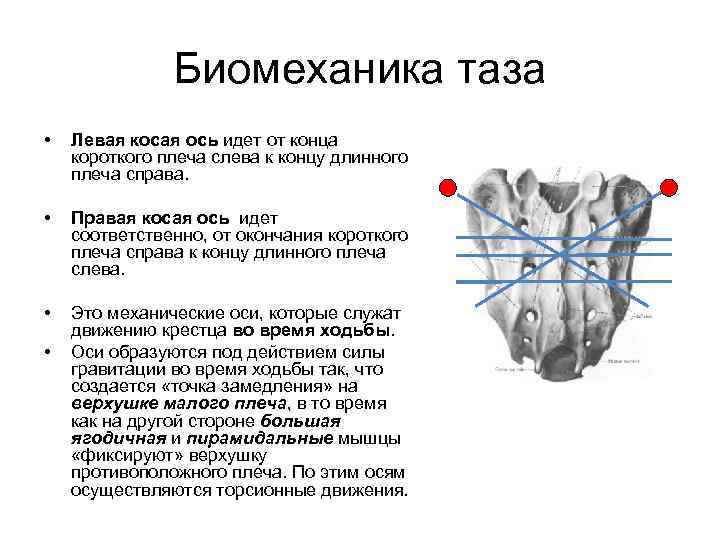 Биомеханика таза • Левая косая ось идет от конца короткого плеча слева к концу