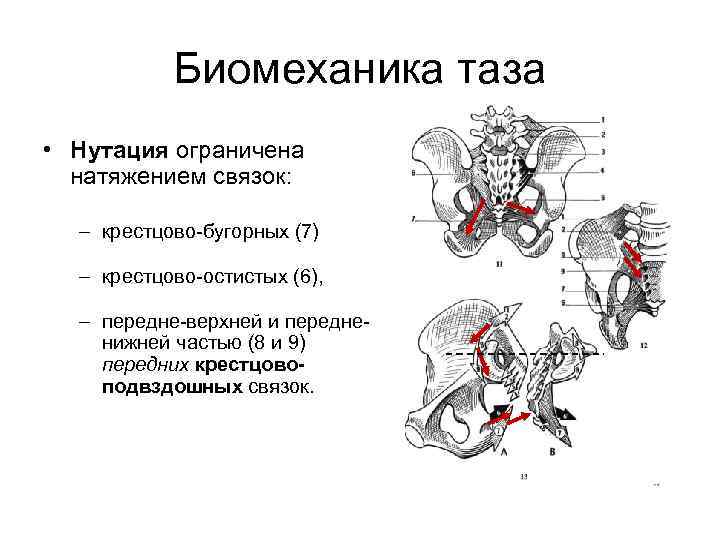 Биомеханика таза • Нутация ограничена натяжением связок: – крестцово бугорных (7) – крестцово остистых