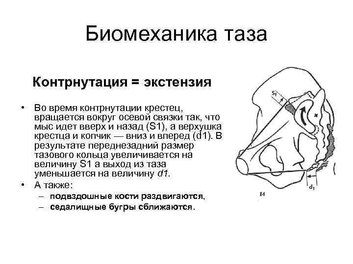 Биомеханика таза Контрнутация = экстензия • Во время контрнутации крестец, вращается вокруг осевой связки