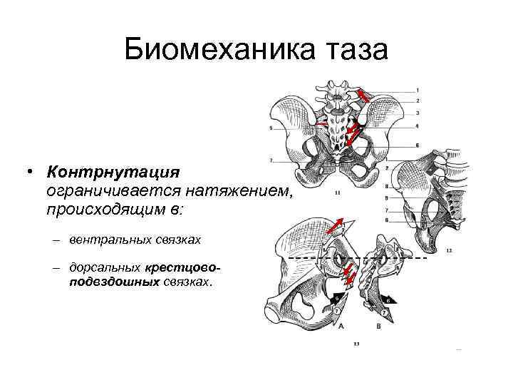 Биомеханика таза • Контрнутация ограничивается натяжением, происходящим в: – вентральных связках – дорсальных крестцовоподвздошных