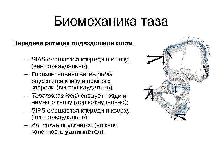 Биомеханика таза Передняя ротация подвздошной кости: – SIAS смещается кпереди и к низу; (вентро