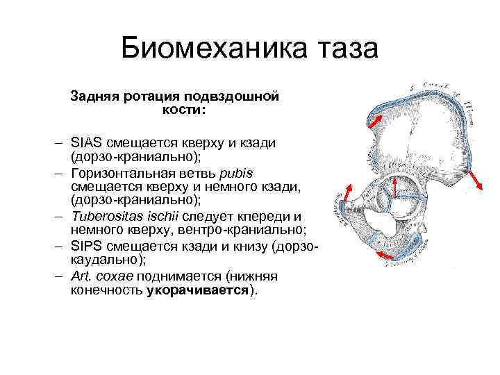 Биомеханика таза Задняя ротация подвздошной кости: – SIAS смещается кверху и кзади (дорзо краниально);