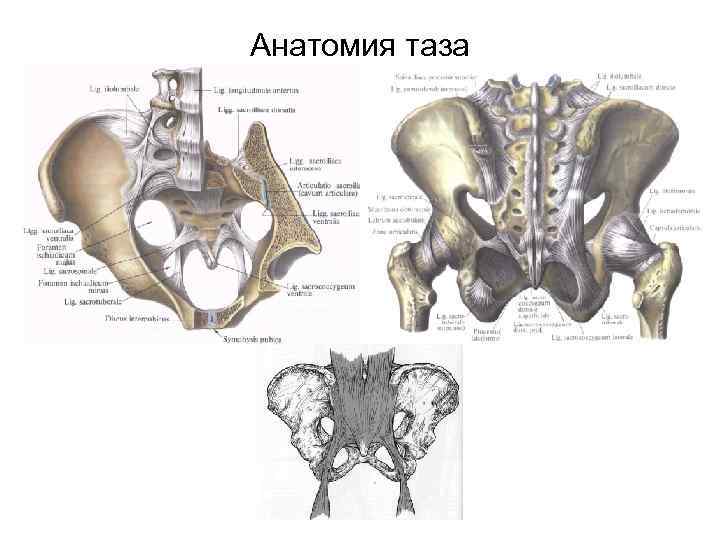 Строение таза у женщин фото сзади