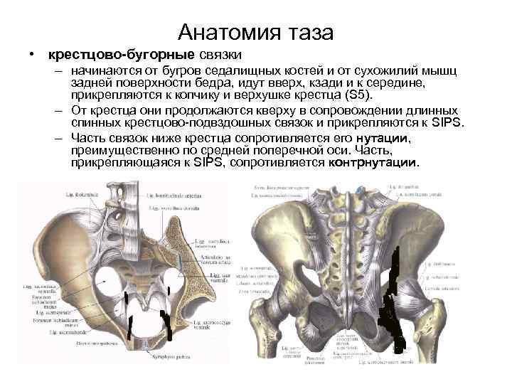 Анатомия таза • крестцово-бугорные связки – начинаются от бугров седалищных костей и от сухожилий