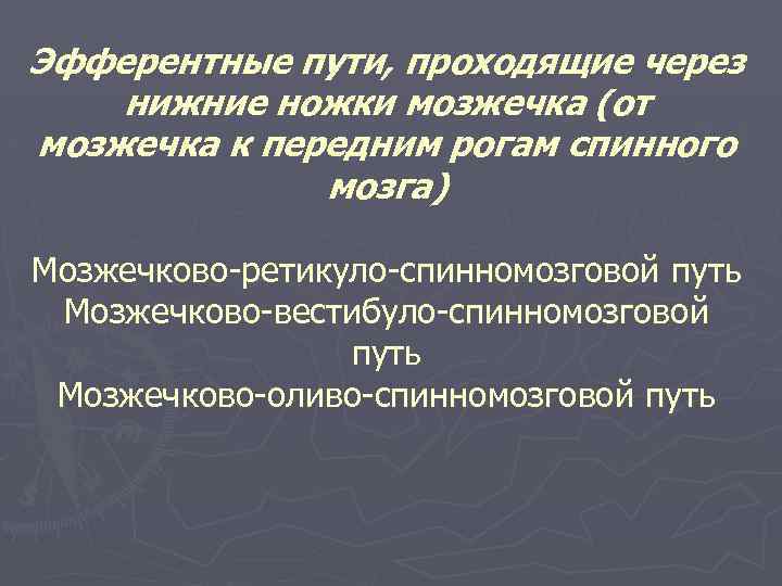 Эфферентные пути, проходящие через нижние ножки мозжечка (от мозжечка к передним рогам спинного мозга)