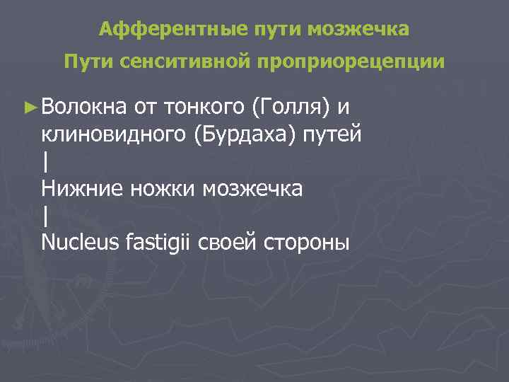 Афферентные пути мозжечка Пути сенситивной проприорецепции ► Волокна от тонкого (Голля) и клиновидного (Бурдаха)