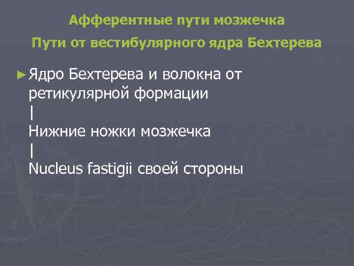 Афферентные пути мозжечка Пути от вестибулярного ядра Бехтерева ► Ядро Бехтерева и волокна от