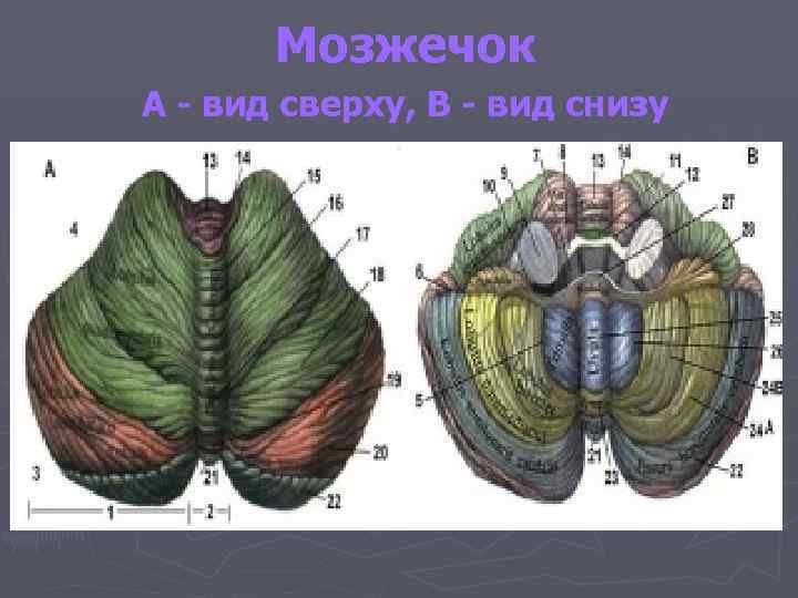 Мозжечок А - вид сверху, В - вид снизу 
