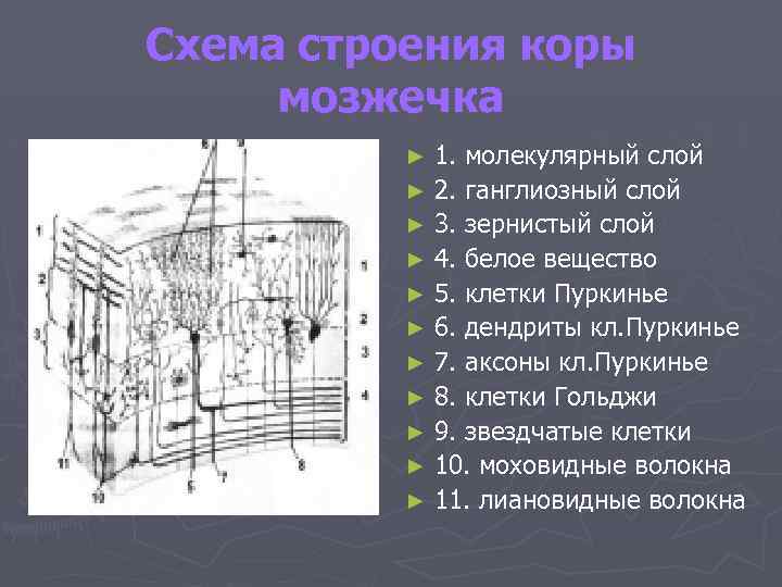 Схема строения коры мозжечка 1. молекулярный слой ► 2. ганглиозный слой ► 3. зернистый