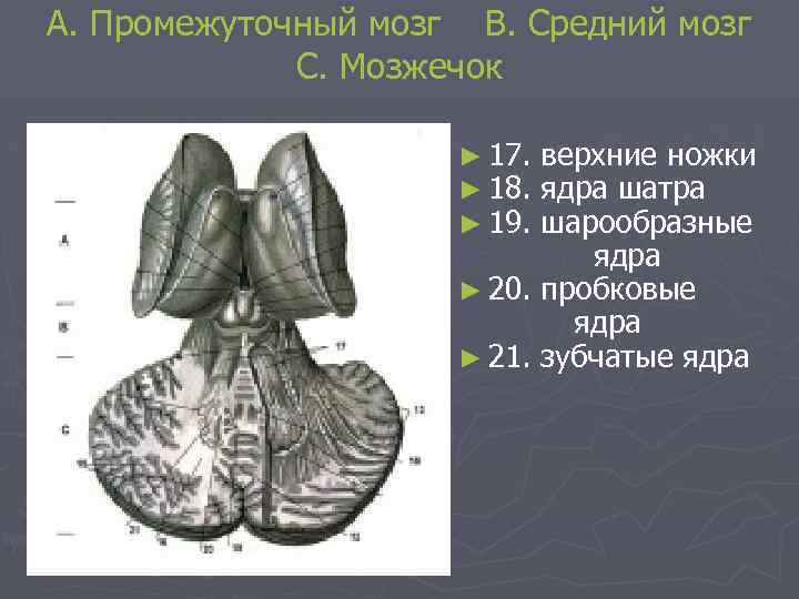 A. Промежуточный мозг B. Средний мозг C. Мозжечок ► 17. верхние ножки ► 18.