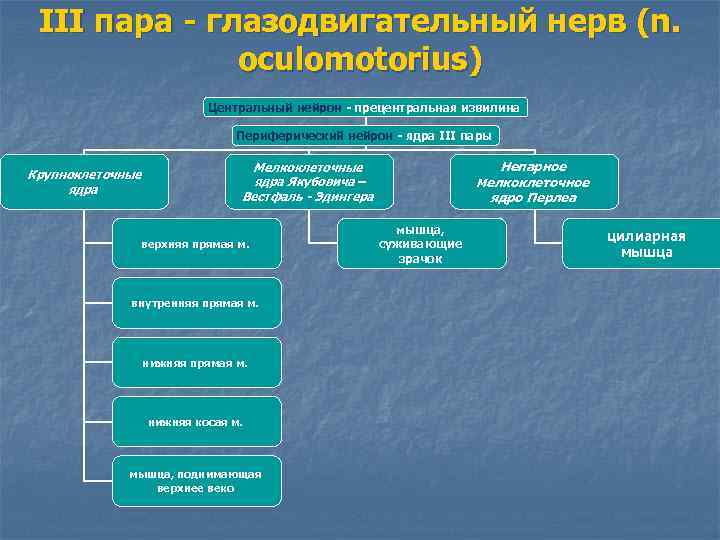 III пара - глазодвигательный нерв (n. oculomotorius) Центральный нейрон - прецентральная извилина Периферический нейрон