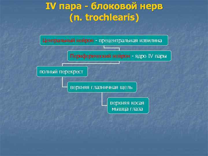 IV пара - блоковой нерв (n. trochlearis) Центральный нейрон - прецентральная извилина Периферический нейрон