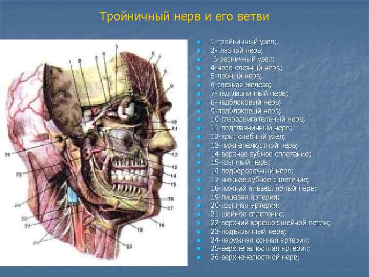 Тройничный нерв и его ветви n n n n n n n 1 -тройничный