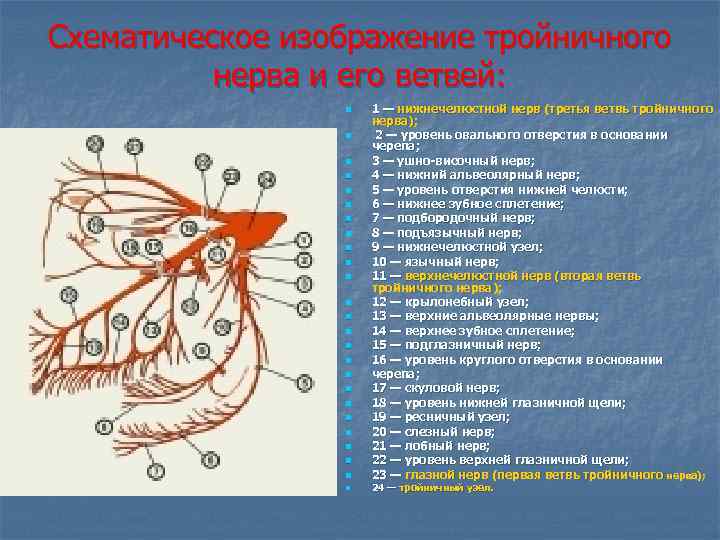 Схематическое изображение тройничного нерва и его ветвей: n n n n n n n