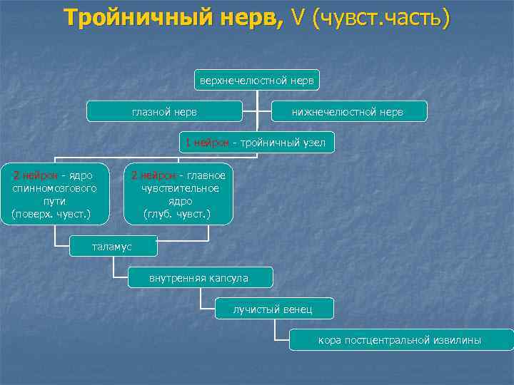 Тройничный нерв, V (чувст. часть) верхнечелюстной нерв глазной нерв нижнечелюстной нерв 1 нейрон -