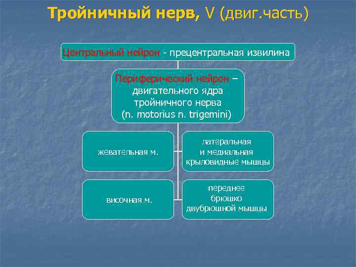 Тройничный нерв, V (двиг. часть) Центральный нейрон - прецентральная извилина Периферический нейрон – двигательного