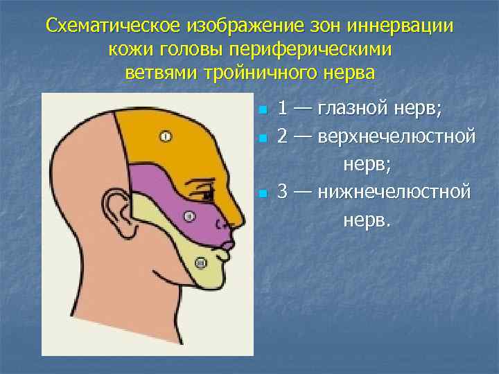 Схематическое изображение зон иннервации кожи головы периферическими ветвями тройничного нерва n n n 1