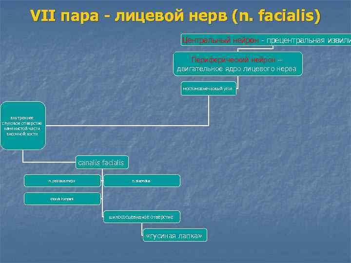 VII пара - лицевой нерв (n. facialis) Центральный нейрон - прецентральная извили Периферический нейрон