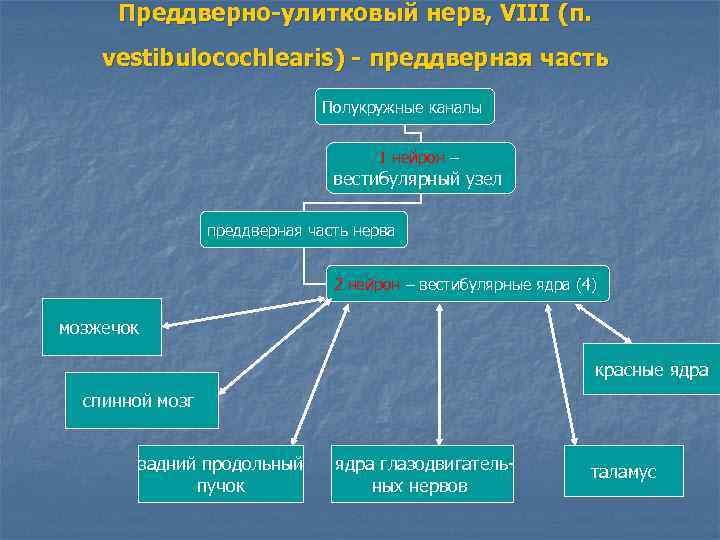 Преддверно-улитковый нерв, VIII (п. vestibulocochlearis) - преддверная часть Полукружные каналы 1 нейрон – вестибулярный