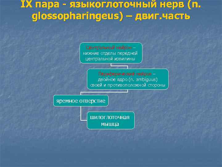 IX пара - языкоглоточный нерв (n. glossopharingeus) – двиг. часть Центральный нейрон – нижние