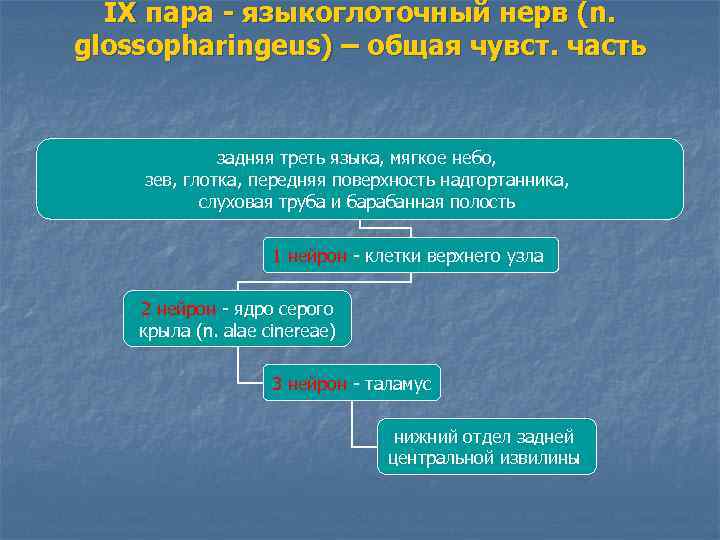 IX пара - языкоглоточный нерв (n. glossopharingeus) – общая чувст. часть задняя треть языка,