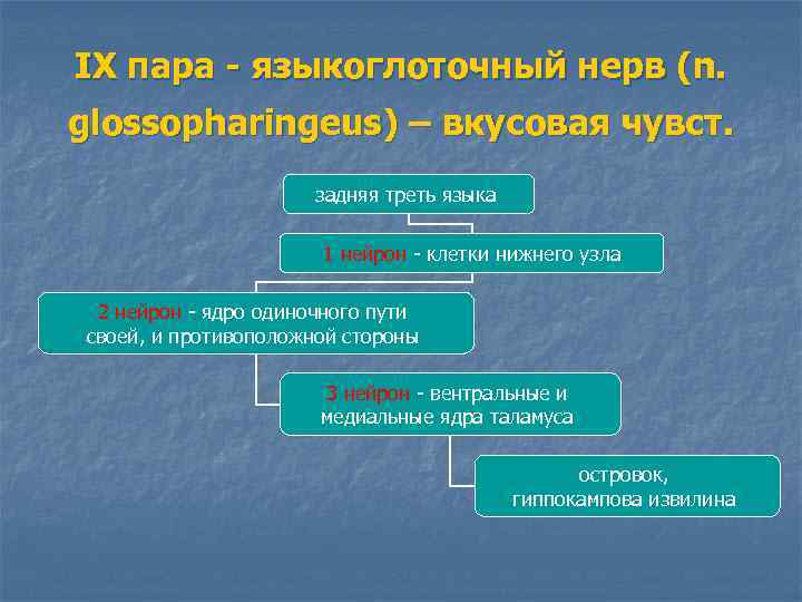 IX пара - языкоглоточный нерв (n. glossopharingeus) – вкусовая чувст. задняя треть языка 1